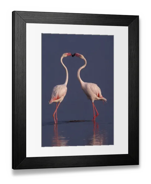Framed Print : Greater flamingos (Phoenicopterus ruber roseus) males displaying, lake Nakuru, Kenya Framed Print : Greater flamingos (Phoenicopterus ruber roseus) males displaying, lake Nakuru, Kenya