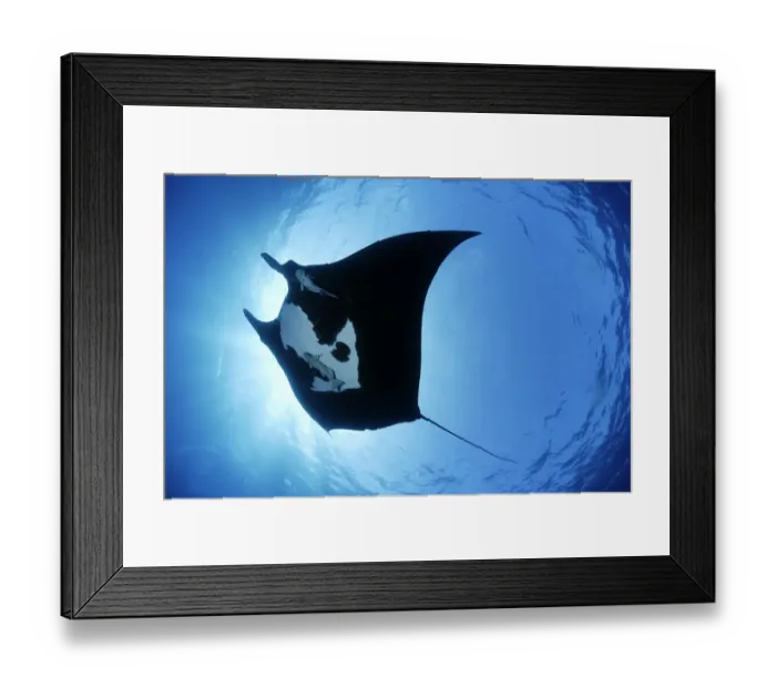Framed Print : Manta ray (Manta birostris), San Benedicto, Revillagigedo (Socorro) Islands, Mexico Framed Print : Manta ray (Manta birostris), San Benedicto, Revillagigedo (Socorro) Islands, Mexico