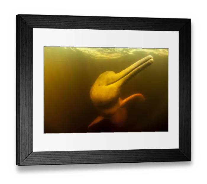 Framed Print : Pink River dolphin / Boto (Inia geoffrensis) Acajatuba Lake, Negro River, Amazonas Framed Print : Pink River dolphin / Boto (Inia geoffrensis) Acajatuba Lake, Negro River, Amazonas