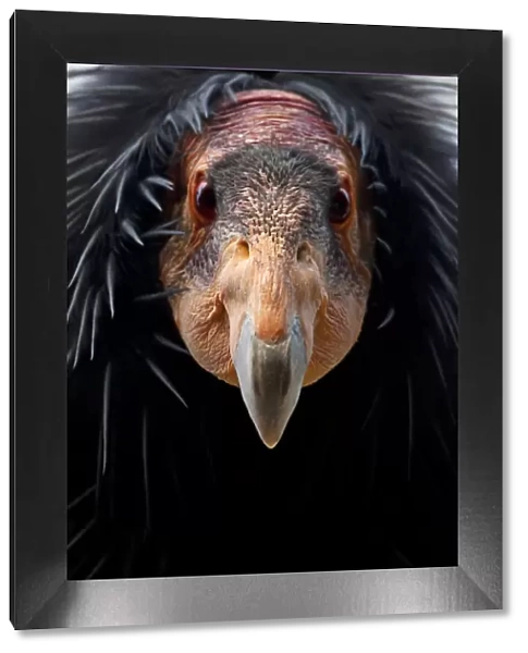 California condor (Gymnogyps californianus), IUCN Critically Endangered, captive