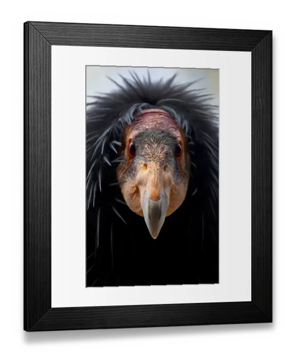 Framed Print : California condor (Gymnogyps californianus), IUCN Critically Endangered, captive Framed Print : California condor (Gymnogyps californianus), IUCN Critically Endangered, captive