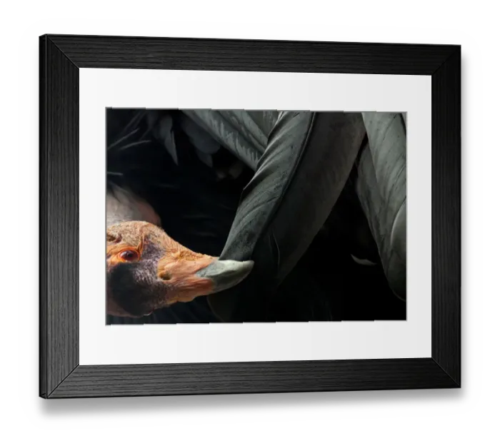 Framed Print : California condor (Gymnogyps californianus) preening, IUCN Critically Endangered, captive Framed Print : California condor (Gymnogyps californianus) preening, IUCN Critically Endangered, captive