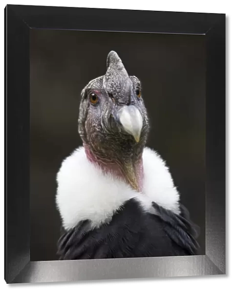 Andean condor (Vultur gryphus), IUCN Near Threatened, captive