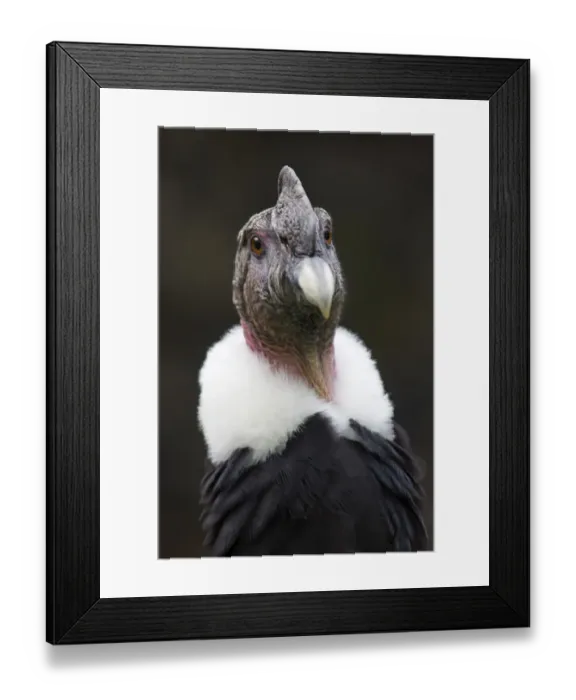 Framed Print : Andean condor (Vultur gryphus), IUCN Near Threatened, captive Framed Print : Andean condor (Vultur gryphus), IUCN Near Threatened, captive