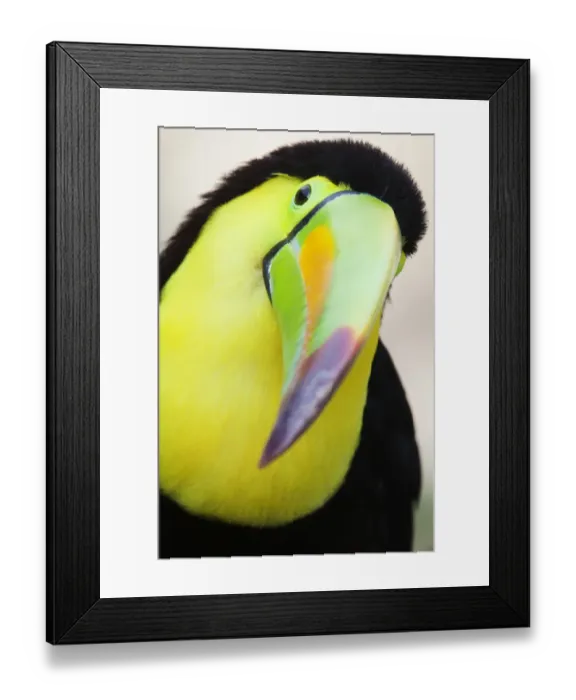 Framed Print : Keel billed toucan (Ramphastos sulfuratus), captive Framed Print : Keel billed toucan (Ramphastos sulfuratus), captive
