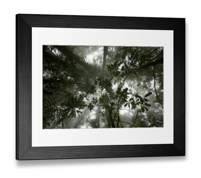 Framed Print : Mist in the cloud forest at Sombom Ridge, Saruwaged Range, Huon Peninsula, Papua Framed Print : Mist in the cloud forest at Sombom Ridge, Saruwaged Range, Huon Peninsula, Papua