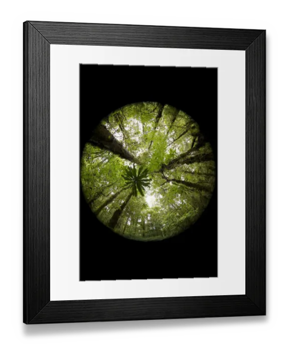Framed Print : Rainforest interior views, looking up Framed Print : Rainforest interior views, looking up