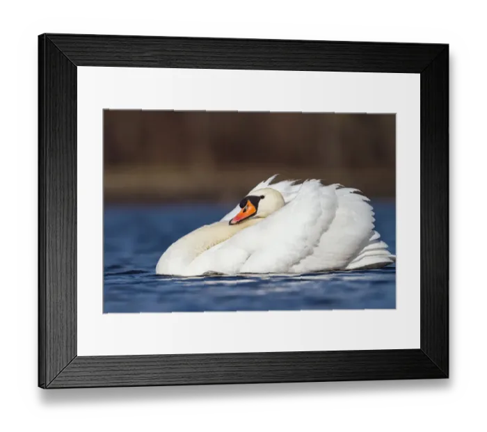 Framed Print : Aggressive Mute swan (Cygnus olor) Upper Bavaria, Germany, Europe Framed Print : Aggressive Mute swan (Cygnus olor) Upper Bavaria, Germany, Europe