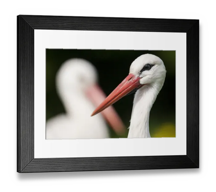 Framed Print : White stork (Ciconia ciconia) adult portrait, captive, Vogelpark Marlow, Germany, May Framed Print : White stork (Ciconia ciconia) adult portrait, captive, Vogelpark Marlow, Germany, May