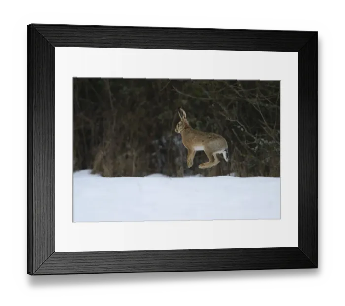 Framed Print : Hare, (Lepus europaeus) jumping in snowy field, Vosges, France, February Framed Print : Hare, (Lepus europaeus) jumping in snowy field, Vosges, France, February