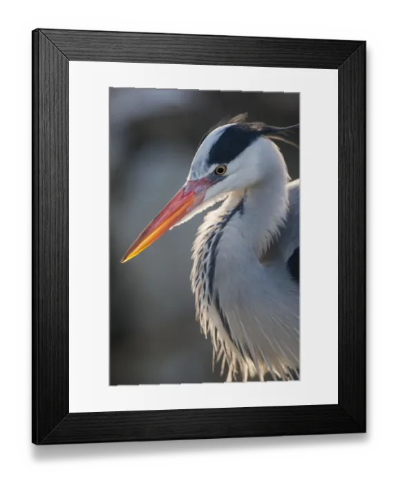 Framed Print : Grey heron (Ardea cinerea) adult in breeding plumage, close-up of head and colourful orange beak Framed Print : Grey heron (Ardea cinerea) adult in breeding plumage, close-up of head and colourful orange beak
