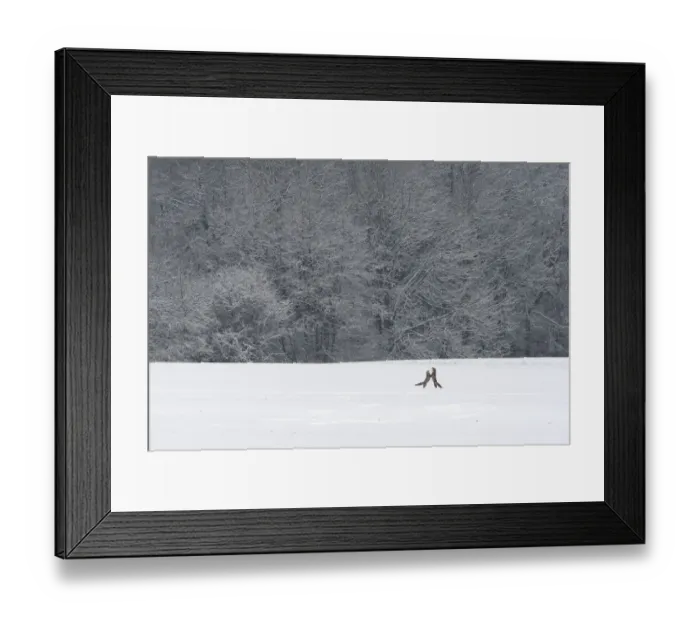 Framed Print : Red foxes (Vulpes vulpes) fighting in snowy field with woodland in the background Framed Print : Red foxes (Vulpes vulpes) fighting in snowy field with woodland in the background