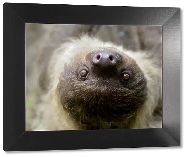 Unau  /  two-toed sloth (Choloepus didactylus) portrait, French Guiana