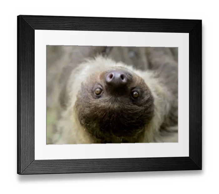 Framed Print : Unau / two-toed sloth (Choloepus didactylus) portrait, French Guiana Framed Print : Unau / two-toed sloth (Choloepus didactylus) portrait, French Guiana