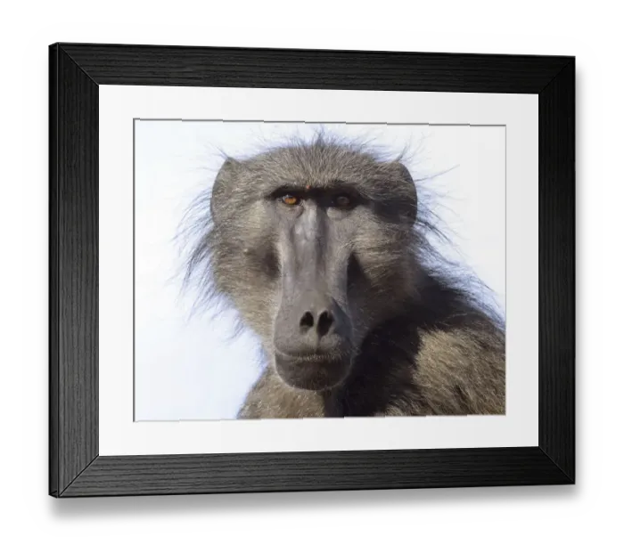 Framed Print : Chacma baboon (Papio hamadryas ursinus) portrait of adult male. deHoop Nature reserve Framed Print : Chacma baboon (Papio hamadryas ursinus) portrait of adult male. deHoop Nature reserve