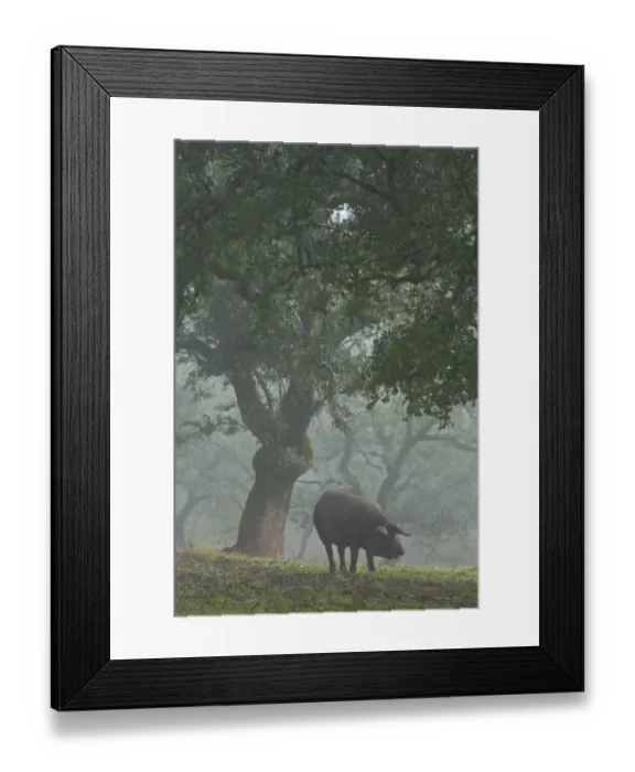 Framed Print : Iberian black pig in oak woodland, Sierra de Aracena Natural Park, Huelva, Andalucia, Spain, Europe Framed Print : Iberian black pig in oak woodland, Sierra de Aracena Natural Park, Huelva, Andalucia, Spain, Europe