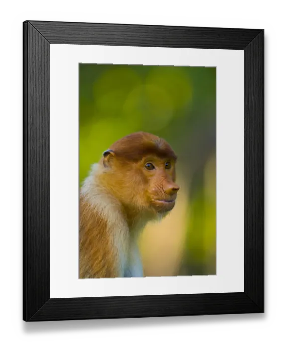Framed Print : Proboscis monkey (Nasalis larvatus), Sabah Malaysia, Borneo Framed Print : Proboscis monkey (Nasalis larvatus), Sabah Malaysia, Borneo
