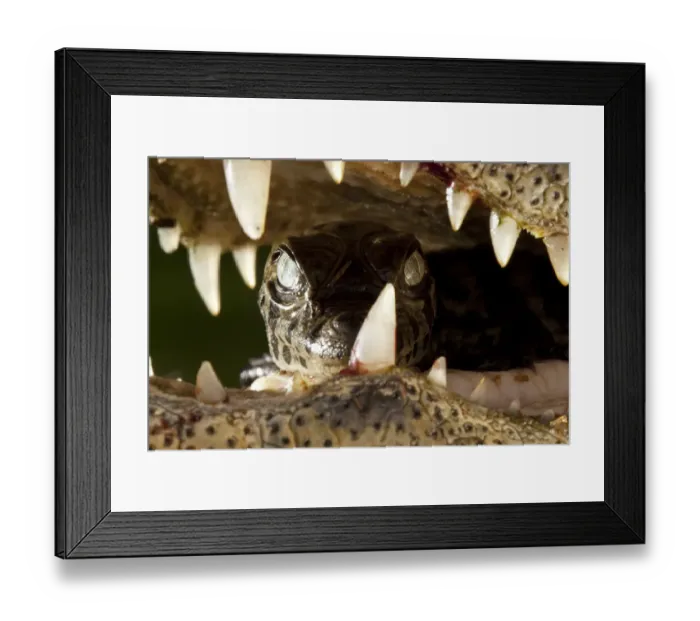 Framed Print : Wild male Jaguar (Panthera onca palustris) stalking along the bank of the Cuiaba Framed Print : Wild male Jaguar (Panthera onca palustris) stalking along the bank of the Cuiaba