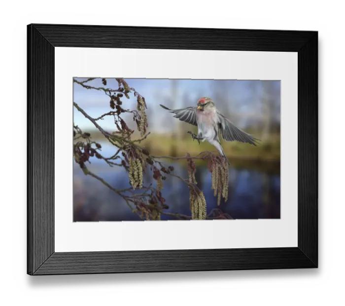 Framed Print : Redpoll (Carduelis flammea) male landing on Alder (Alnus glutinosa) Surrey, England Framed Print : Redpoll (Carduelis flammea) male landing on Alder (Alnus glutinosa) Surrey, England