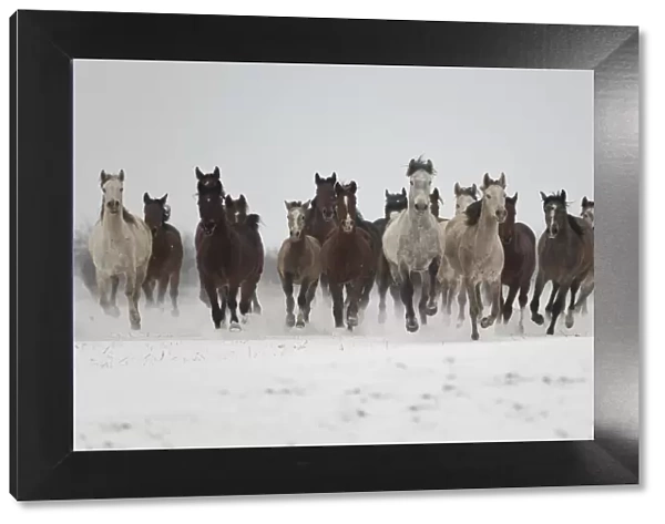 A group of Pure Arab, Shagya Arab and East Bulgarian fillies running in snow, Kabiuk National Stud