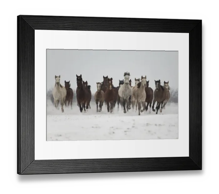 Framed Print : A group of Pure Arab, Shagya Arab and East Bulgarian fillies running in snow, Kabiuk National Stud Framed Print : A group of Pure Arab, Shagya Arab and East Bulgarian fillies running in snow, Kabiuk National Stud