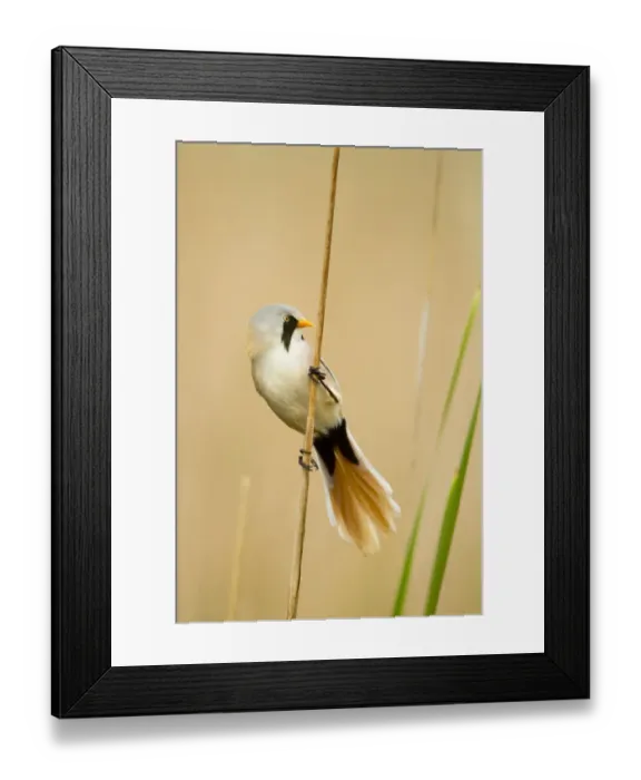 Framed Print : Bearded tit (Panurus biarmicus) male in summer plumage. Hungary, May Framed Print : Bearded tit (Panurus biarmicus) male in summer plumage. Hungary, May