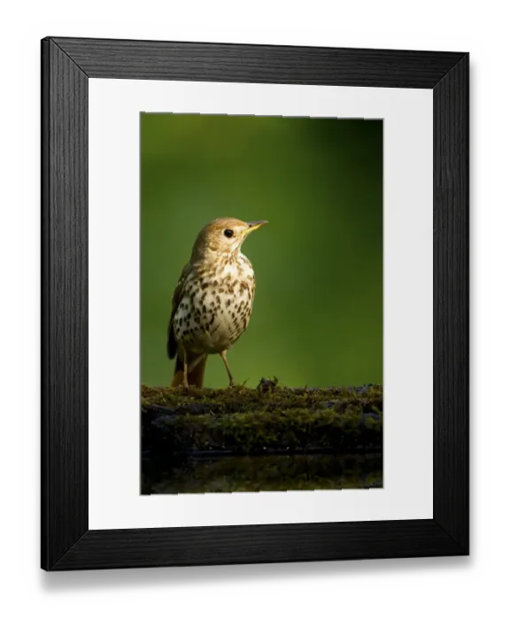 Framed Print : Song thrush (Turdus philomelos clarkei) portrait, Hungary, May Framed Print : Song thrush (Turdus philomelos clarkei) portrait, Hungary, May