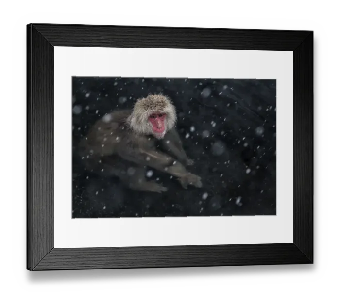 Framed Print : Japanese Macaque (Macaca fuscata) adult in the hot springs of Jigokudani, in the snow, Japan Framed Print : Japanese Macaque (Macaca fuscata) adult in the hot springs of Jigokudani, in the snow, Japan