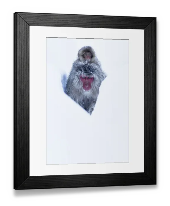Framed Print : Japanese Macaque (Macaca fuscata) juvenile riding on its mothers back, along Framed Print : Japanese Macaque (Macaca fuscata) juvenile riding on its mothers back, along