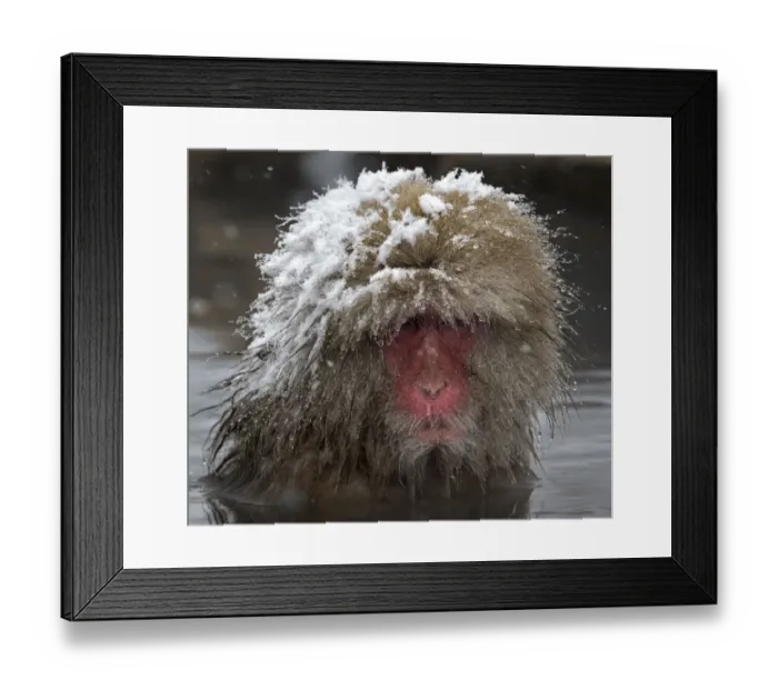 Framed Print : Japanese Macaque (Macaca fuscata) adult with wet snowy head in the hot springs of Jigokudani, Japan Framed Print : Japanese Macaque (Macaca fuscata) adult with wet snowy head in the hot springs of Jigokudani, Japan