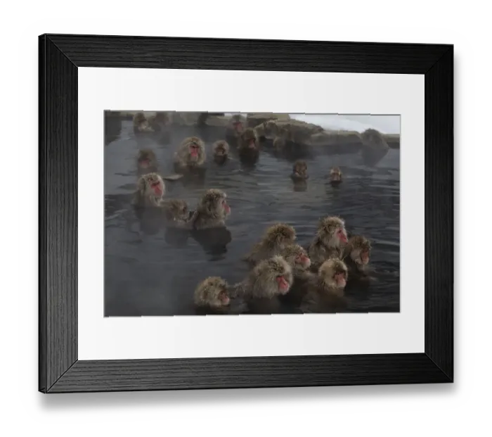Framed Print : Japanese Macaques (Macaca fuscata) enjoy time soaking and grooming in the hot spring in Jigokudani Framed Print : Japanese Macaques (Macaca fuscata) enjoy time soaking and grooming in the hot spring in Jigokudani