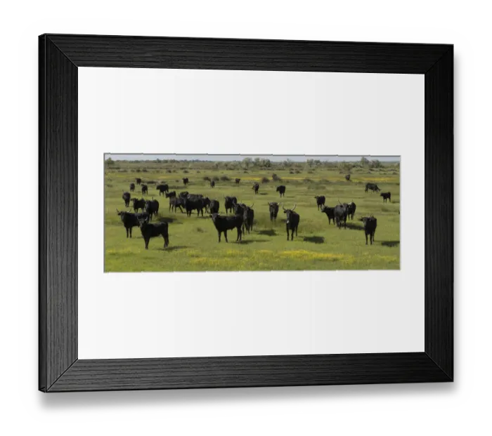 Framed Print : Herd of Camargue bulls, Camargue, France, May Framed Print : Herd of Camargue bulls, Camargue, France, May