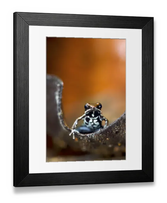 Framed Print : Marbled poison dart frog (Epipedobates boulengeri) on leaf, Ecuador Framed Print : Marbled poison dart frog (Epipedobates boulengeri) on leaf, Ecuador
