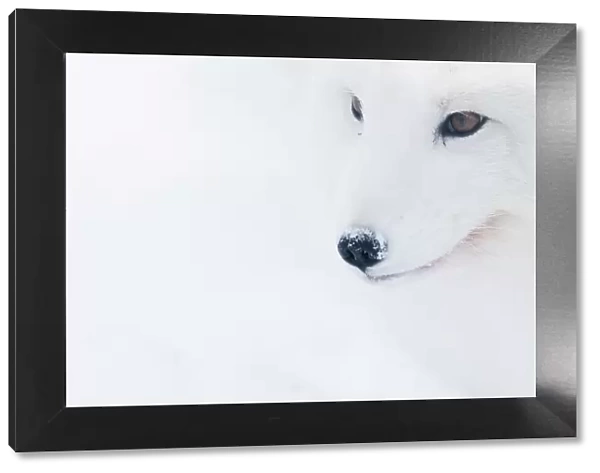 Portrait of an Arctic fox (Vulpes lagopus), captive, Norway, February