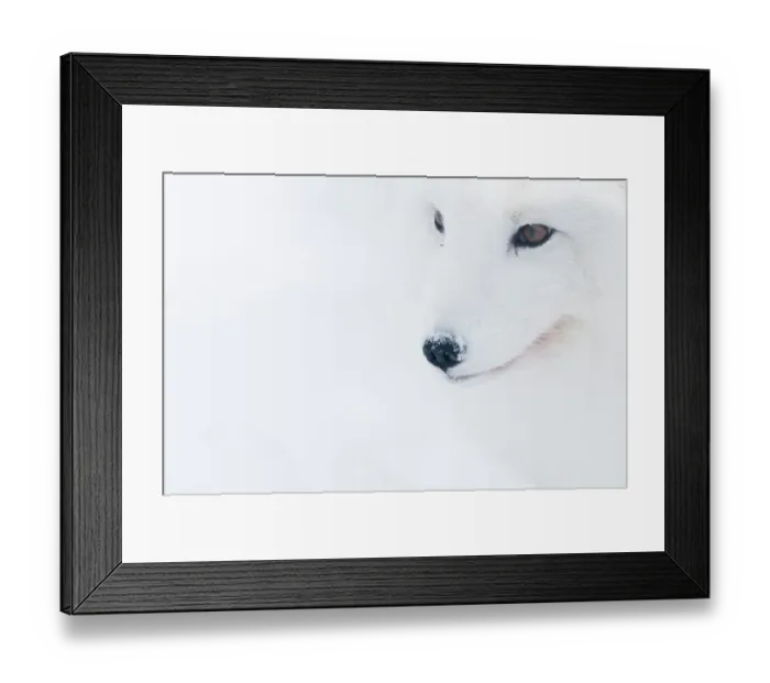 Framed Print : Portrait of an Arctic fox (Vulpes lagopus), captive, Norway, February Framed Print : Portrait of an Arctic fox (Vulpes lagopus), captive, Norway, February