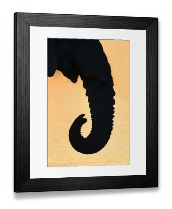 Framed Print : Elephant trunk (Loxodonta africana), Etosha national park, Namibia, May Framed Print : Elephant trunk (Loxodonta africana), Etosha national park, Namibia, May