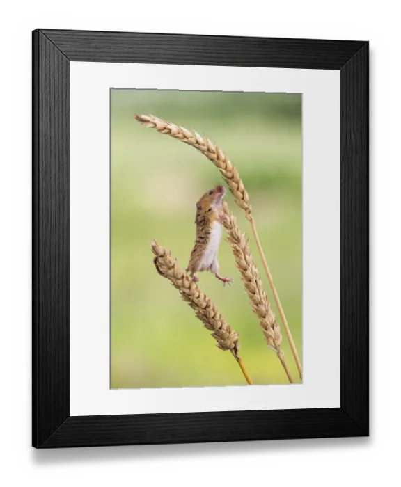 Framed Print : Harvest mouse (Micromys minutus), captive, UK, June. *Not available for greetings cards Framed Print : Harvest mouse (Micromys minutus), captive, UK, June. *Not available for greetings cards