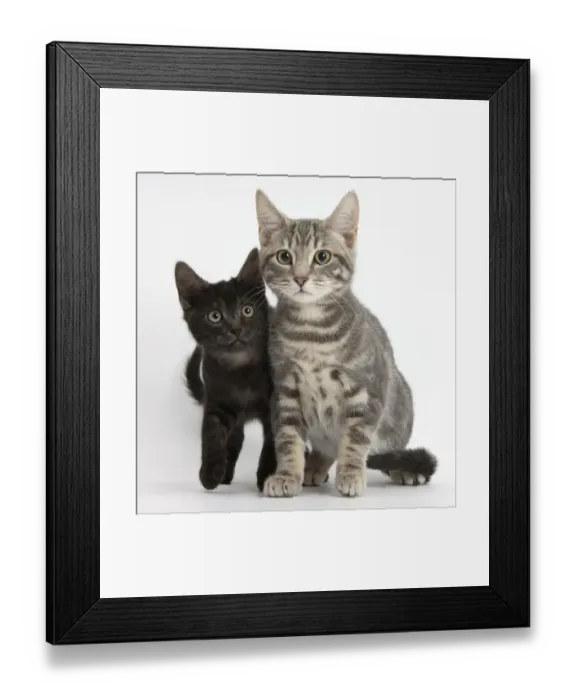 Framed Print : Tabby cat, Max, 5 months, with smoke black kitten Framed Print : Tabby cat, Max, 5 months, with smoke black kitten