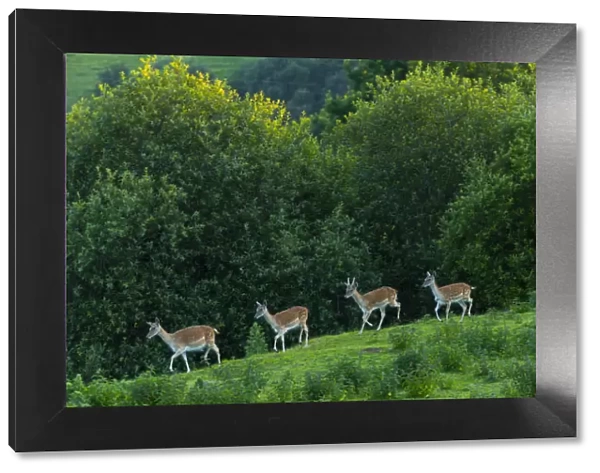 Fallow deer (Dama dama) stags, captive, Cabarceno Park, Cantabria, Spain, June