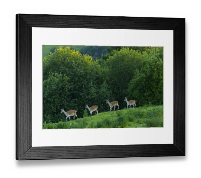 Framed Print : Fallow deer (Dama dama) stags, captive, Cabarceno Park, Cantabria, Spain, June Framed Print : Fallow deer (Dama dama) stags, captive, Cabarceno Park, Cantabria, Spain, June