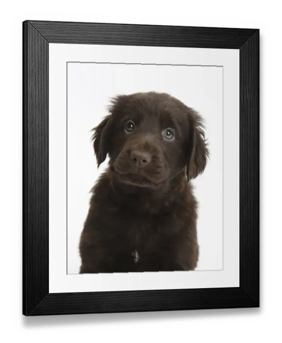Framed Print : Liver Flatcoated Retriever puppy, 6 weeks Framed Print : Liver Flatcoated Retriever puppy, 6 weeks