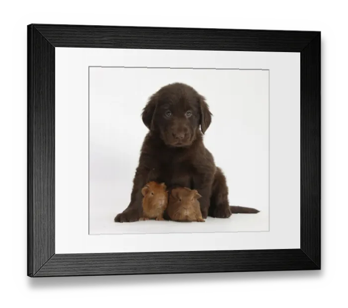 Framed Print : Liver Flatcoated Retriever puppy, 6 weeks, with two baby Guinea pigs Framed Print : Liver Flatcoated Retriever puppy, 6 weeks, with two baby Guinea pigs