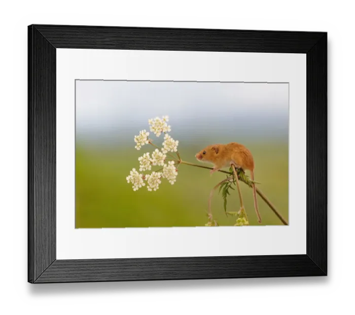 Framed Print : Harvest mouse (Micromys minutus) on stalk, West Country Wildlife Photography Centre Framed Print : Harvest mouse (Micromys minutus) on stalk, West Country Wildlife Photography Centre