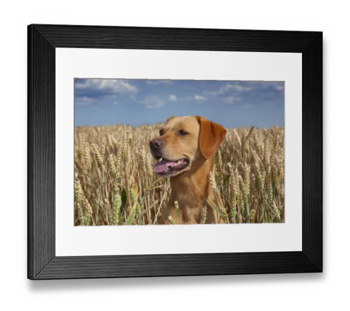 Framed Print : Yellow Labrador and in wheat field, Norfolk, August Framed Print : Yellow Labrador and in wheat field, Norfolk, August