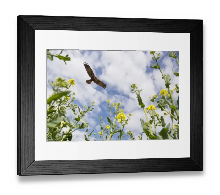 Framed Print : Marsh harrier (Circus aeruginosus) adult female circling over Oilseed rape crop, Norfolk Framed Print : Marsh harrier (Circus aeruginosus) adult female circling over Oilseed rape crop, Norfolk