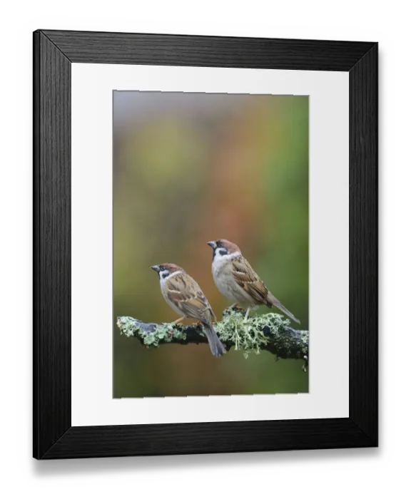Framed Print : Tree sparrows (Passer montanus) perching on a branch in the rain. Perthshire, Scotland Framed Print : Tree sparrows (Passer montanus) perching on a branch in the rain. Perthshire, Scotland
