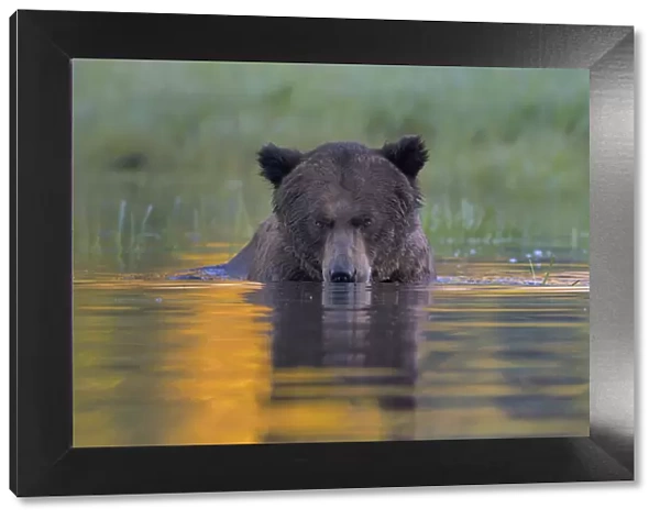 Female Grizzly bear (Ursus arctos horribilis) in water, Khutzeymateen Grizzly Bear Sanctuary