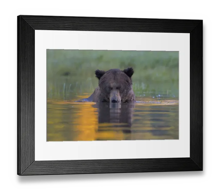 Framed Print : Female Grizzly bear (Ursus arctos horribilis) in water, Khutzeymateen Grizzly Bear Sanctuary Framed Print : Female Grizzly bear (Ursus arctos horribilis) in water, Khutzeymateen Grizzly Bear Sanctuary