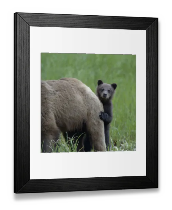Framed Print : Grizzly bear (Ursus arctos horribilis) cub peering out from behind its mother, Khutzeymateen Framed Print : Grizzly bear (Ursus arctos horribilis) cub peering out from behind its mother, Khutzeymateen