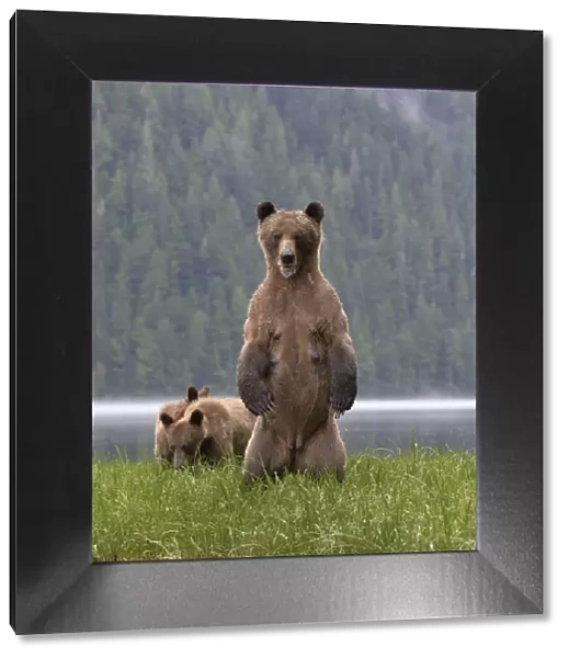 Female Grizzly bear (Ursus arctos horribilis) standing up, with two cubs nearby